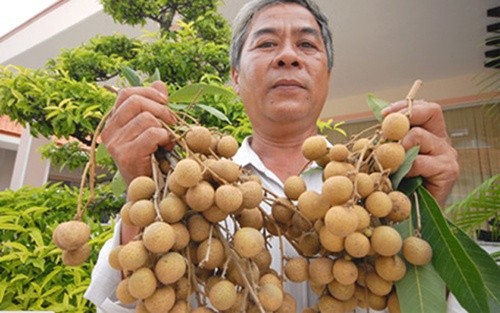 Dong Thap promotes fruit exports  - ảnh 1